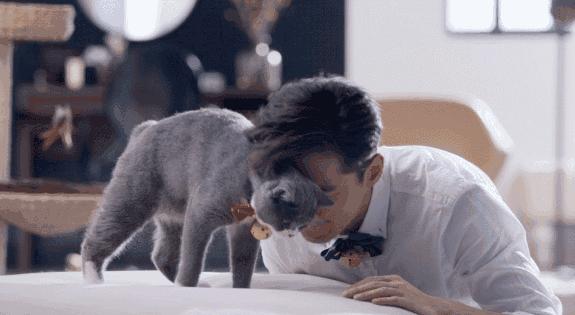 听猫打呼噜的网站,能听到你打呼噜的软件