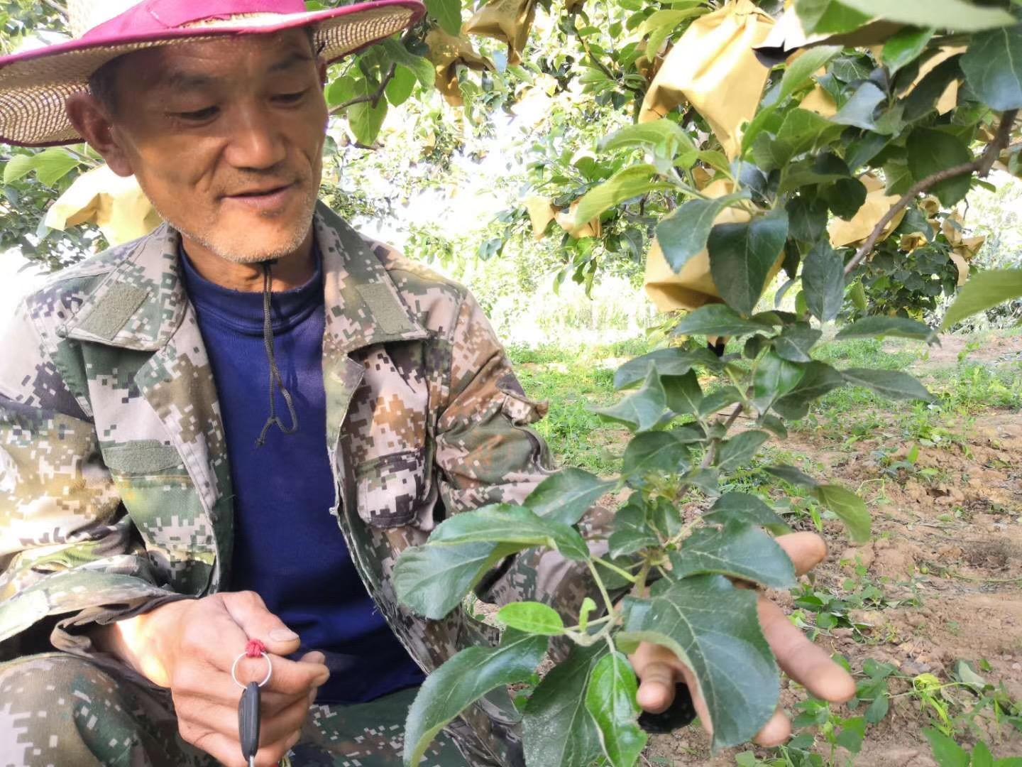 盛果期苹果修剪,红富士苹果冬季修剪口诀