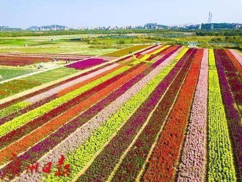 广州彩色油菜花田,广州最全浪漫花海打卡地点在哪里