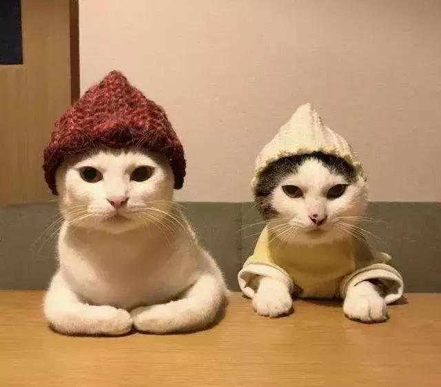 猫咪挑食该如何解决呢,如何解决猫咪挑食的毛病