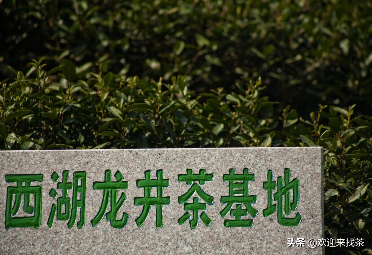 中国十大品牌茶叶排名,中国的十大茶叶品牌最新排名