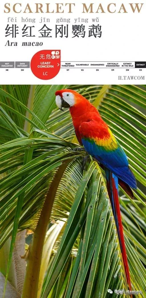 飞翔的彩虹鸟,飞翔的鹦鹉绿幕素材