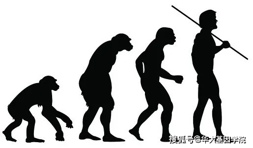 演化之美，发育之魅