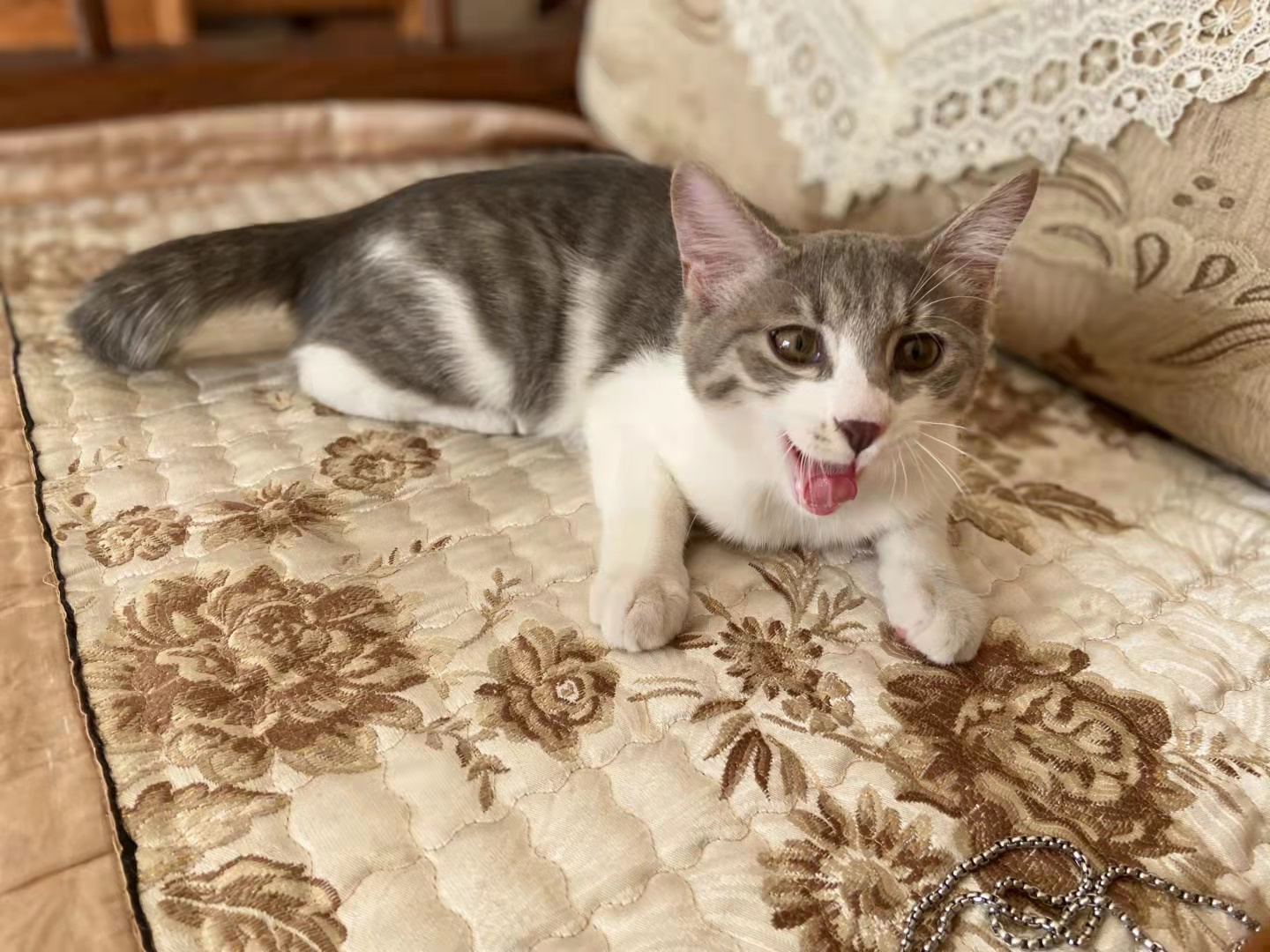 猫咪可爱图片中华田园猫,中华田园猫猫咪图片