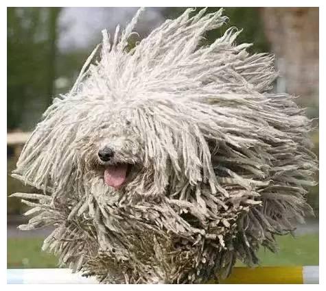 狗狗品种大全及介绍,狗狗品种大全带你走进狗狗的世界