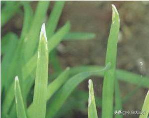 韭菜出现干尖用什么特效药,韭菜干尖枯怎么回事