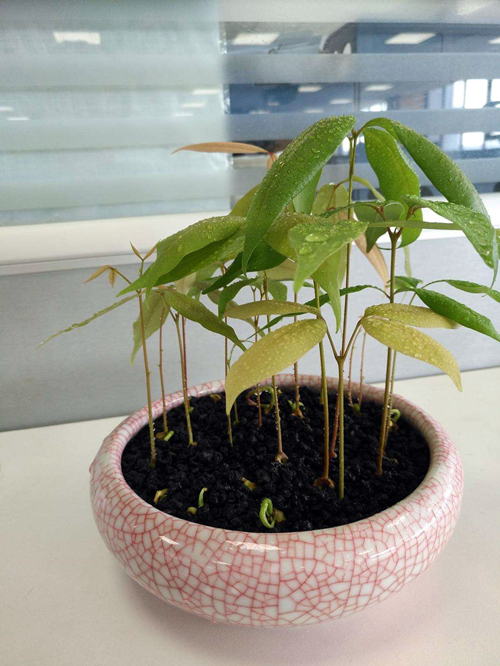 花盆有潮虫的土还可以用吗,花盆杀潮虫的最佳方法