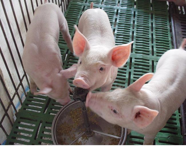 仔猪怎么喂长得快,小猪怎样喂