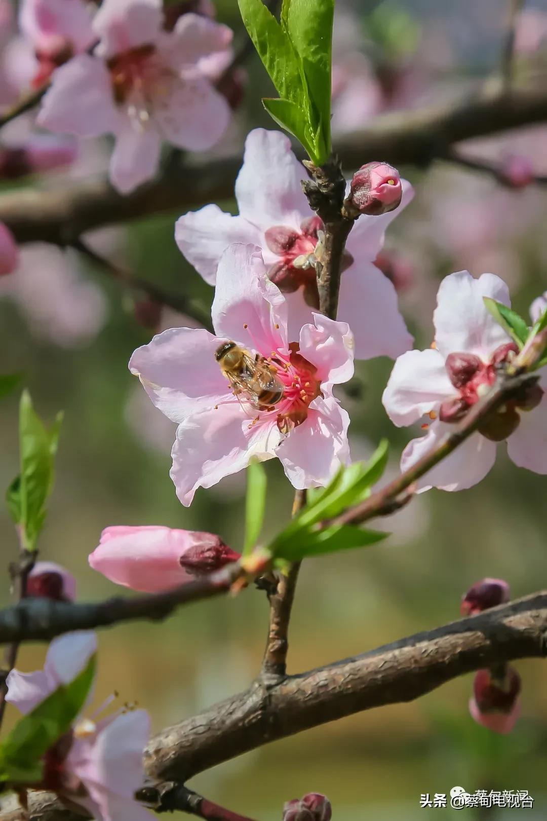 桃之夭夭！来武汉蔡甸世外桃源，许你万株桃花