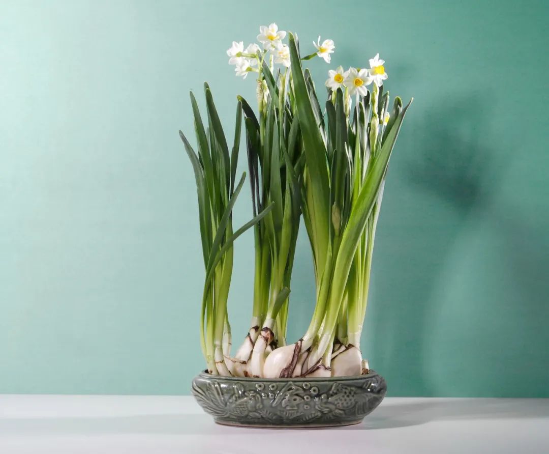 水仙球哪里品种好,水仙挑选方法