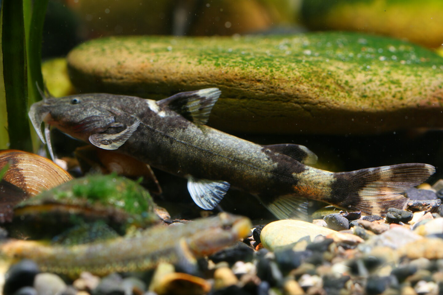 中国原生观赏鱼大全,不错的观赏鱼有哪些种类