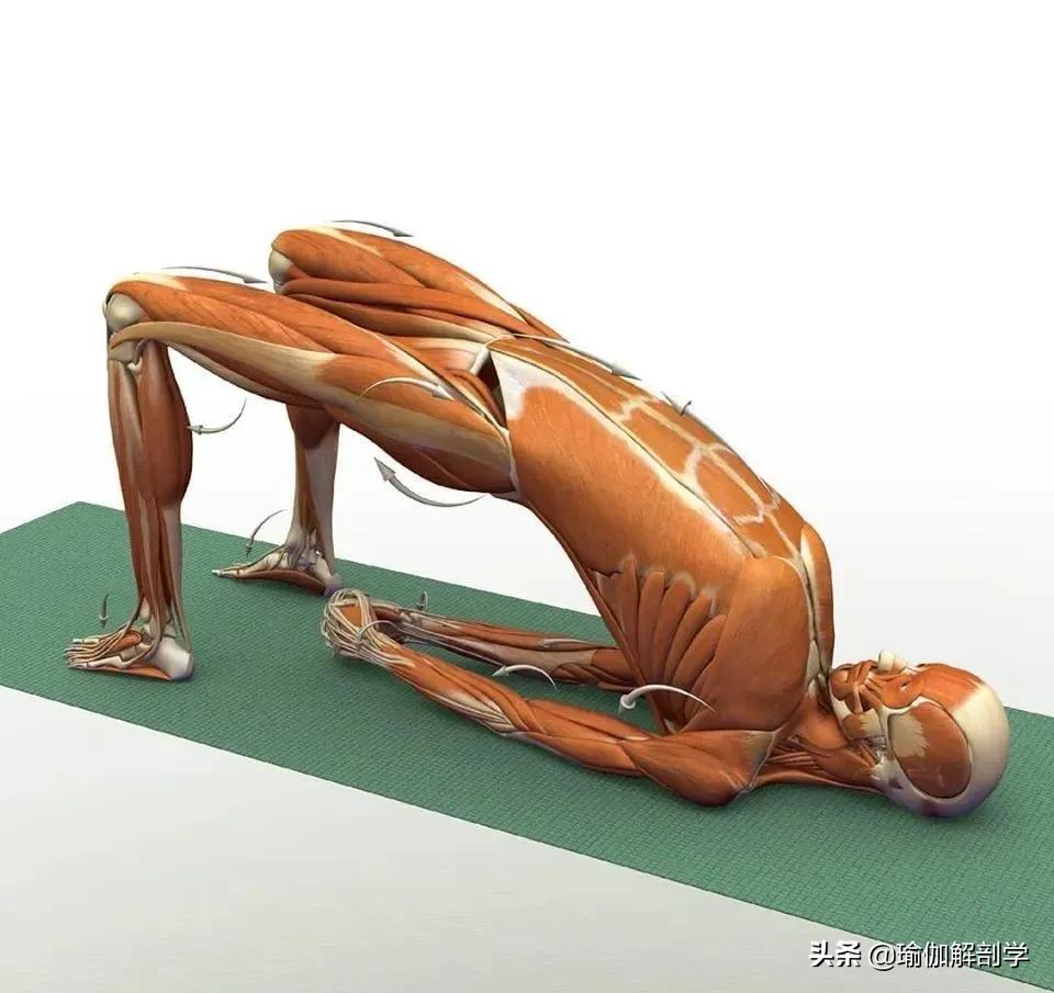 正位瑜伽哈他体式编排,精准正位60分钟瑜伽体式