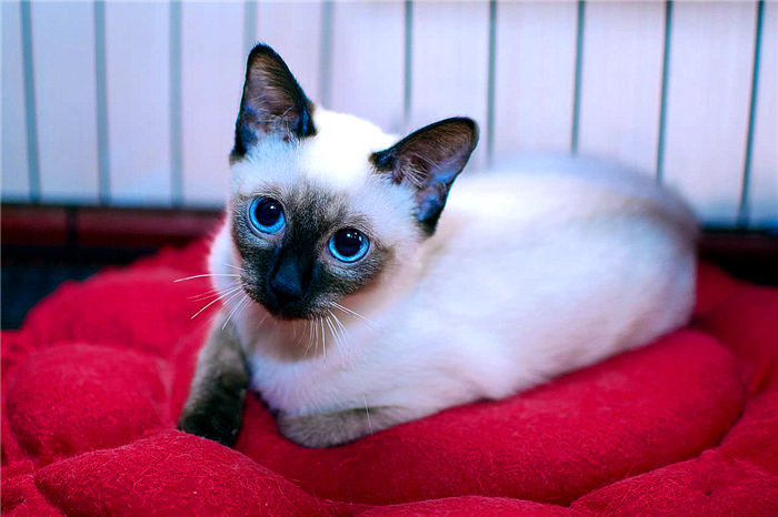 30条新手养猫注意事项铲屎官必看,养猫一定要牢记七不要对猫咪有益