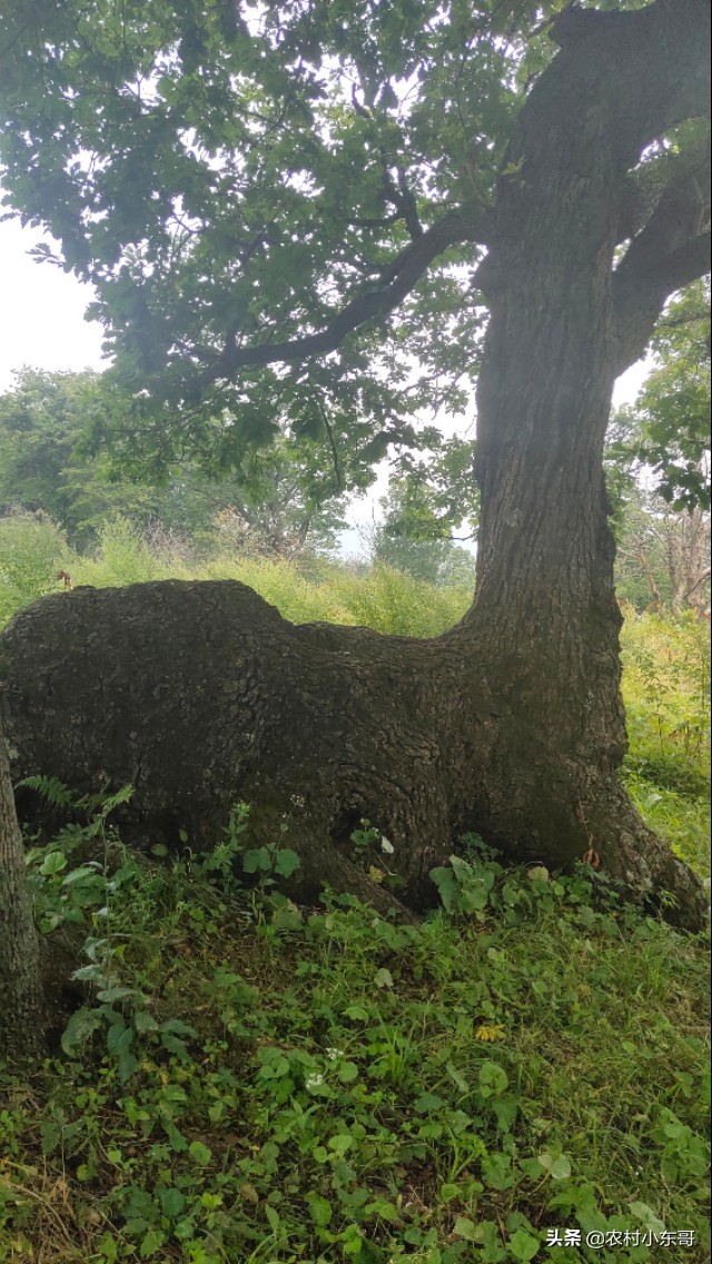 全国一村一品示范村镇第九批,全国一村一品示范村镇名单公布