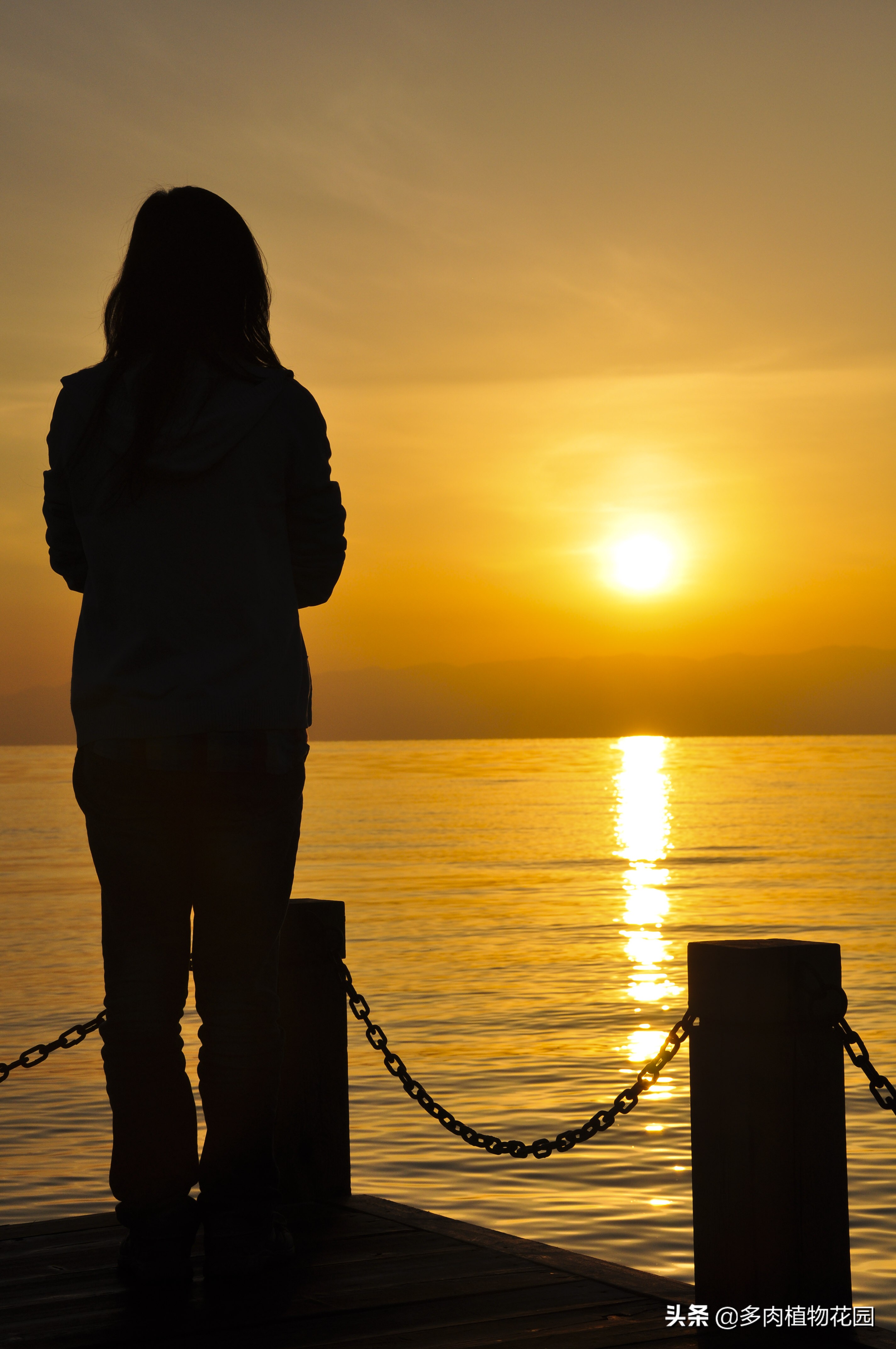 多肉植物为什么大家都喜欢,多肉植物为啥那么多人养