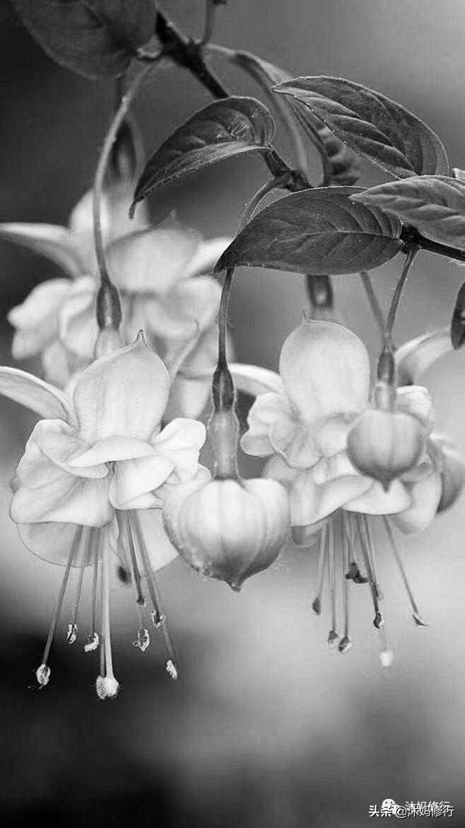 水彩手绘吊钟花,水彩吊钟花手绘