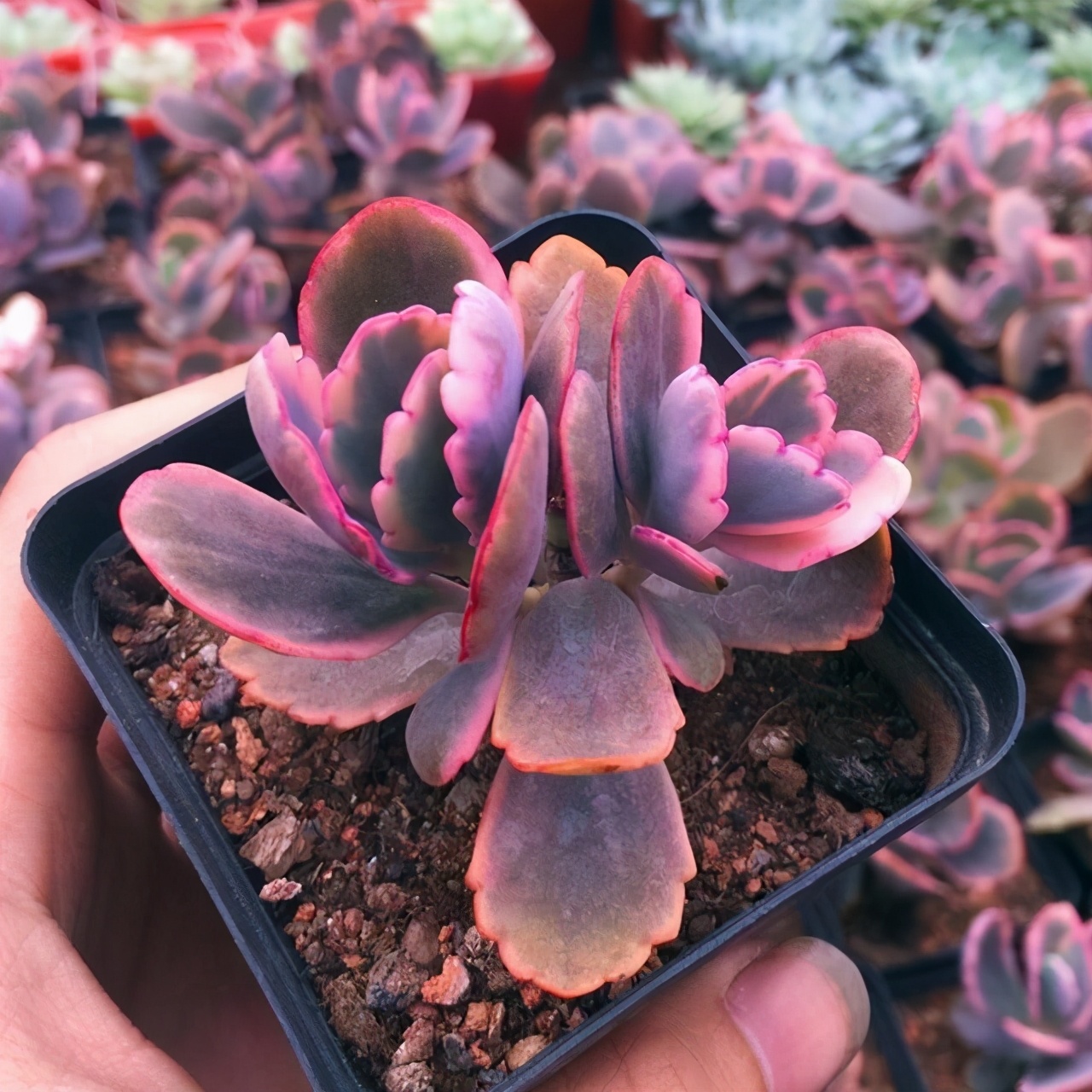 多肉雅乐之舞和晚霞之舞,爱跳舞的植物有哪些