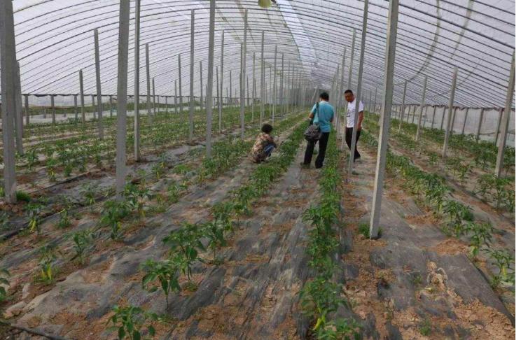 辣椒脐腐病打什么药最好,温室辣椒脐腐病