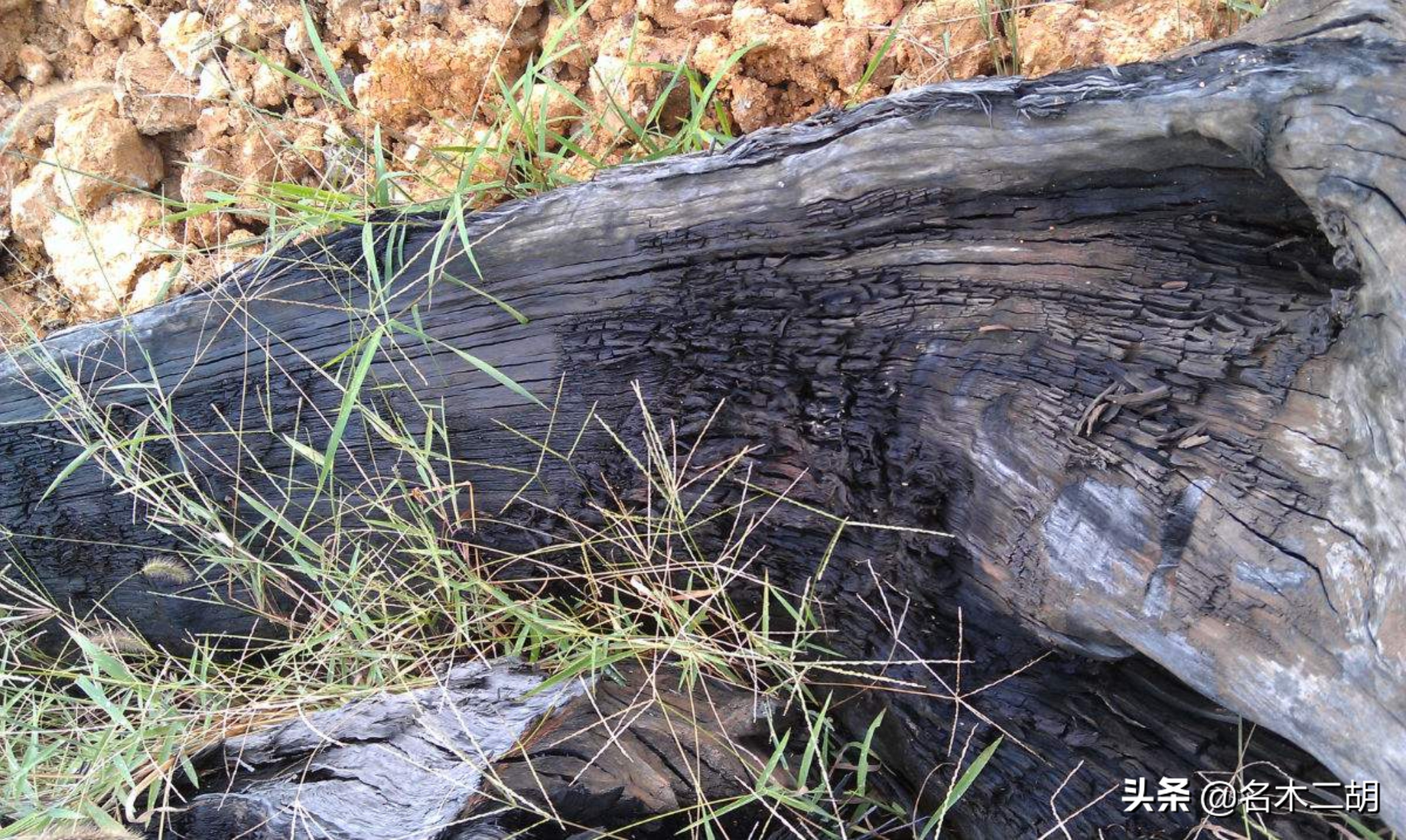 香樟阴沉木和金丝楠阴沉木的区别,金丝楠木阴沉木和非阴沉木哪个香