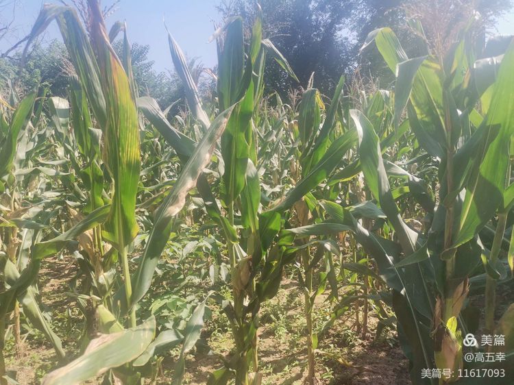 <html>
<head><title>502BadGateway</title></head>
<body>
<center><h1>502BadGateway</h1></center>
<hr><center>nginx</center>
</body>
</html>
<!--apaddingtodisableMSIEandChromefriendlyerrorpage-->
<!--apaddingtodisableMSIEandChromefriendlyerrorpage-->
<!--apaddingtodisableMSIEandChromefriendlyerrorpage-->
<!--apaddingtodisableMSIEandChromefriendlyerrorpage-->
<!--apaddingtodisableMSIEandChromefriendlyerrorpage-->
<!--apaddingtodisableMSIEandChromefriendlyerrorpage-->
