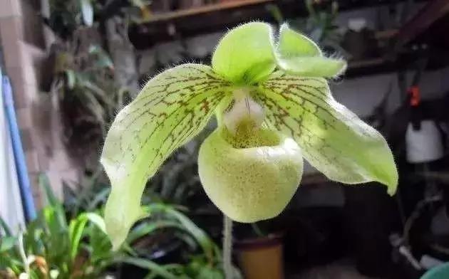 五种最具欣赏价值的兰花,欣赏史上最全的兰花