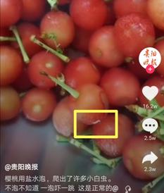 樱桃盐水泡出来的虫,樱桃里面有虫子用盐水泡多久