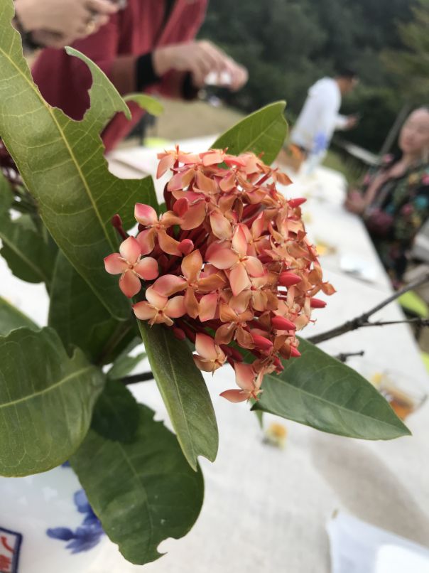 度，这不只是茶哲学文化的字眼丨《中国茶历》主编说