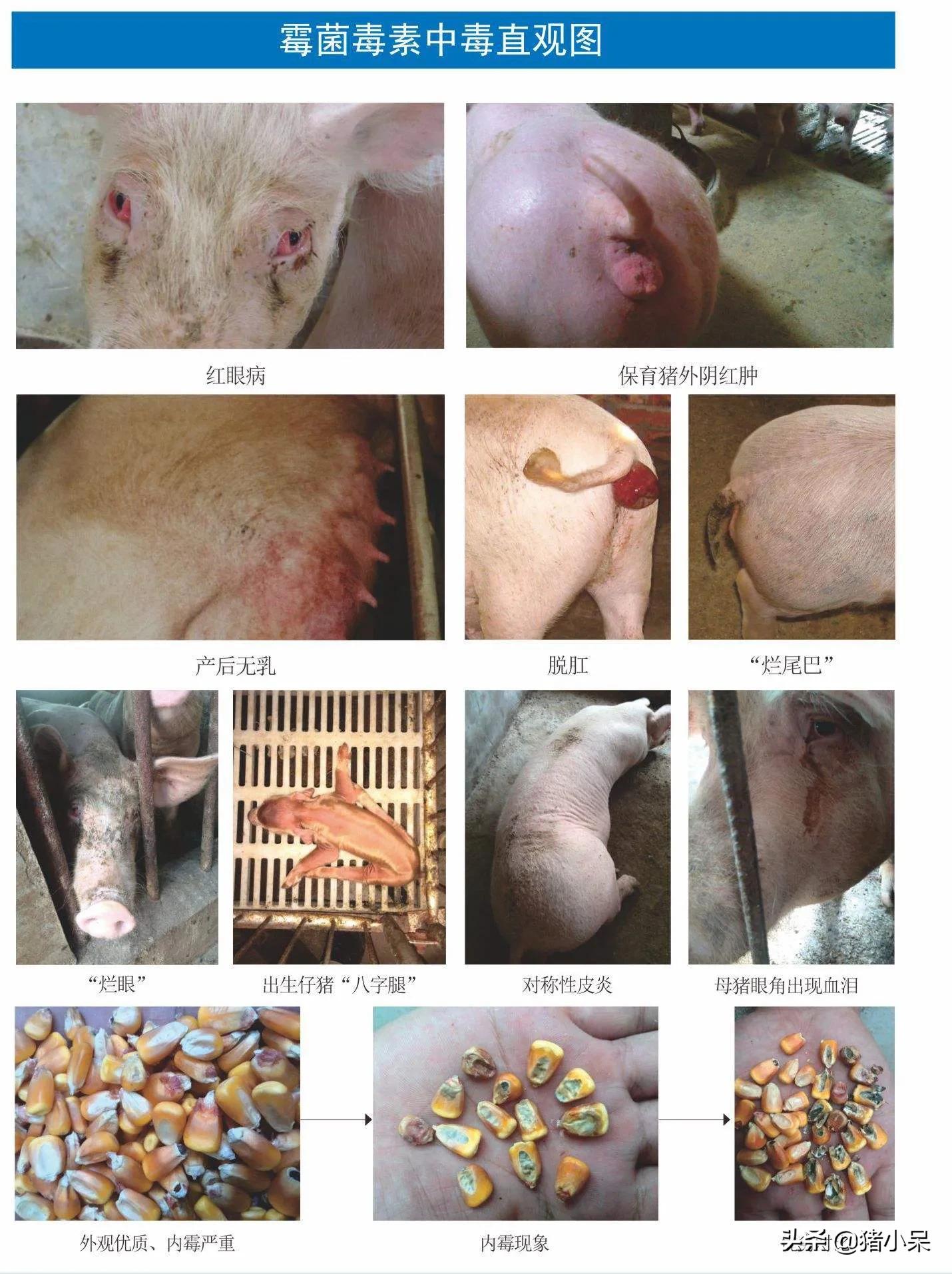 养猪技术母猪死胎,母猪在生产过程中应激怎么办