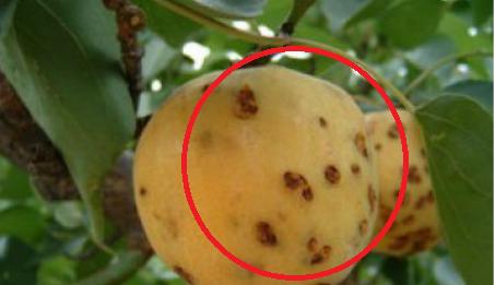 桃子成熟期腐烂是什么病怎么防治,桃子缩果病防治