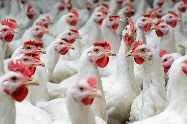 肉鸡养殖中易出现的问题及解决办法