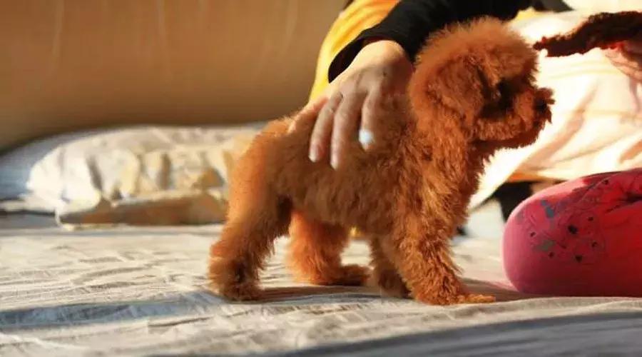 泰迪和贵宾的来历,贵宾与泰迪是一个品种吗