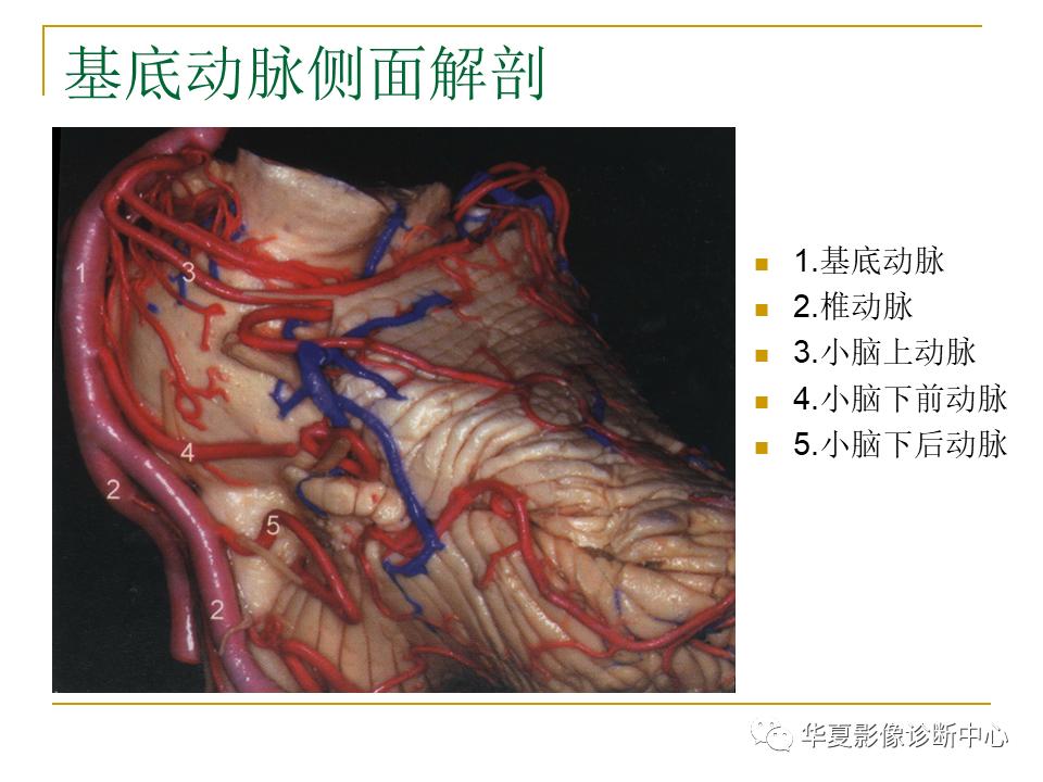 中国人脑立体定向mri应用解剖图谱,脑mri示意图