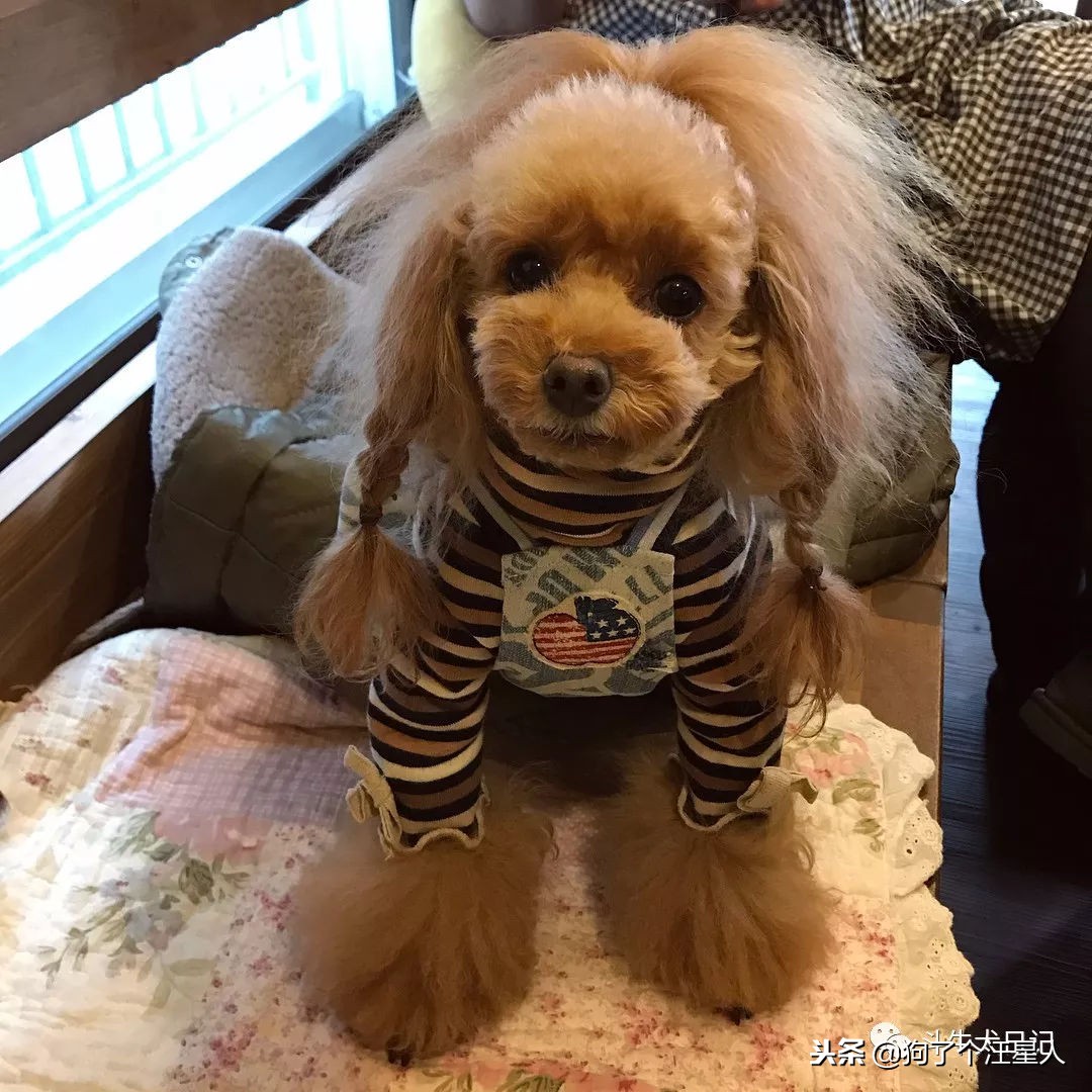 全国十大宠物狗排名榜,宠物狗排行榜前十名最好