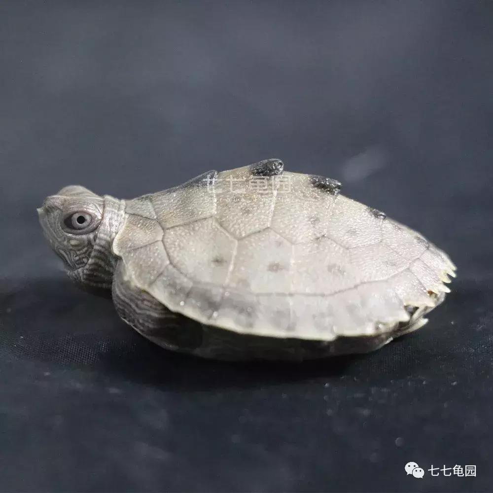 养乌龟的最佳水的深度,家庭养乌龟什么水质最好