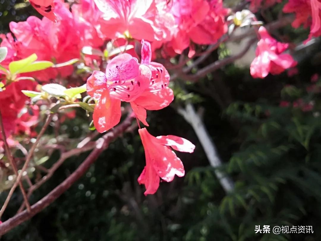 彩色的梦书法家,彩色的梦清华附小