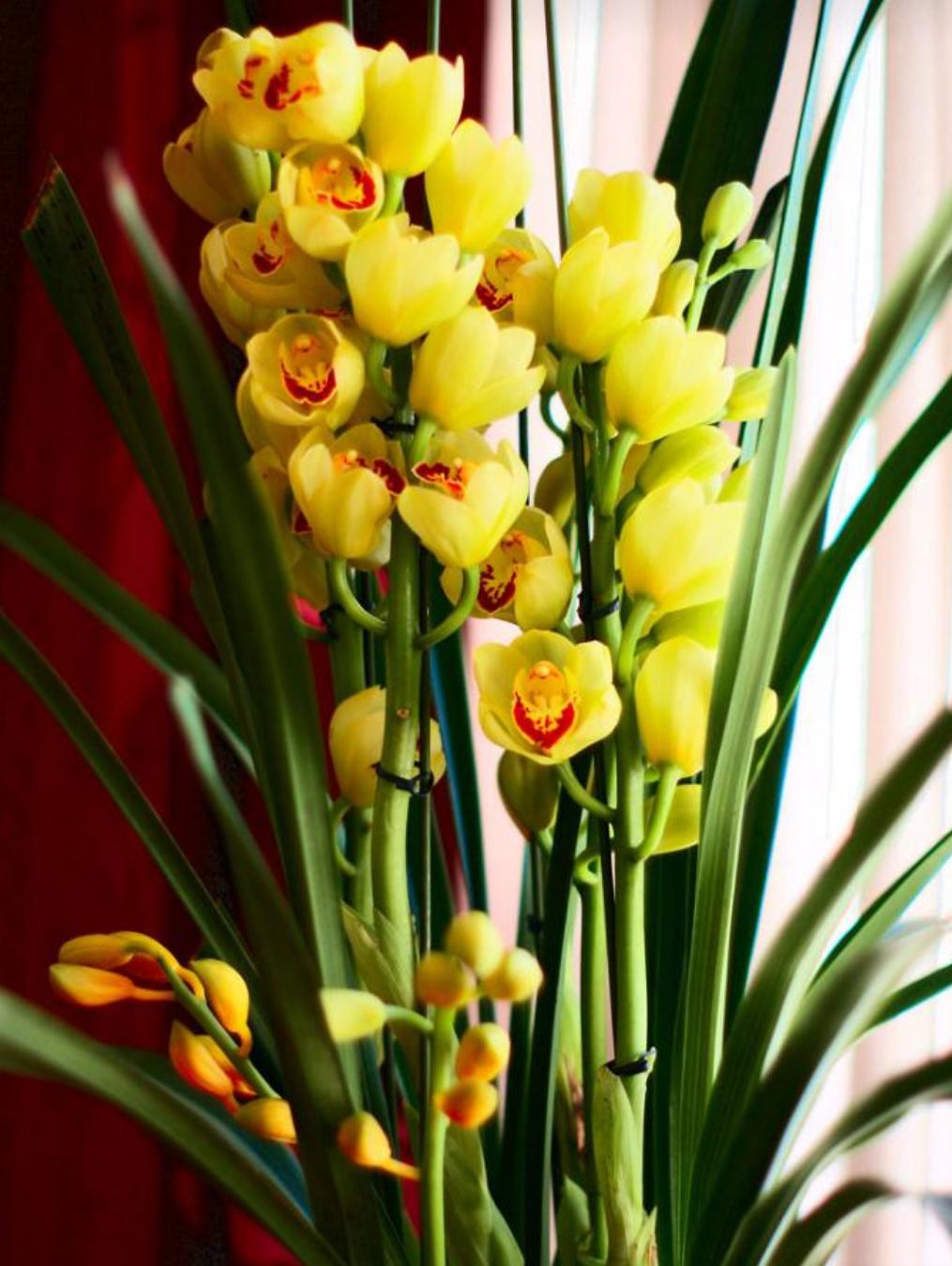 大蕙兰花开花后怎么养殖,蕙兰花年宵花怎么养好活