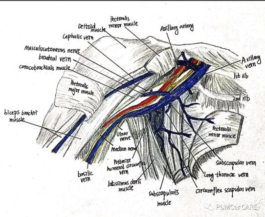 灵魂画手！协和医学生手绘器官解剖图，极具艺术美感，走红网络！
