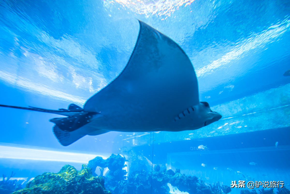 天房洲际与亚特兰蒂斯,天房洲际酒店和亚特兰蒂斯