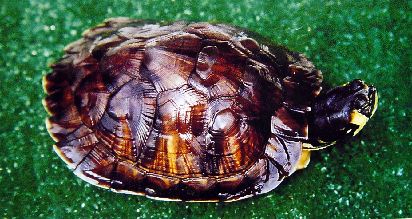 龟类纪录片,龟类图片