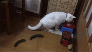 我家的猫一直流鼻涕,我家的猫老是干呕