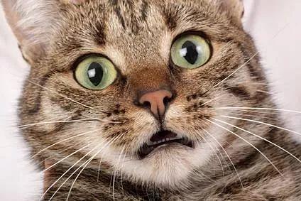 你揪过你家猫咪的胡须吗？猫咪胡须的秘密你当真都了解吗？