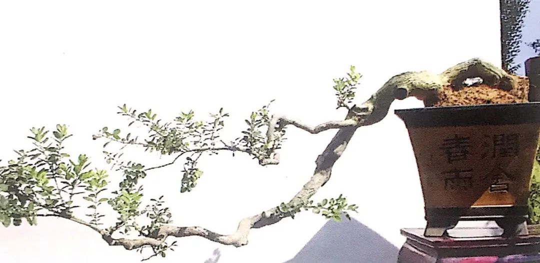 悬崖式老桩盆景,悬崖式盆景造型详解