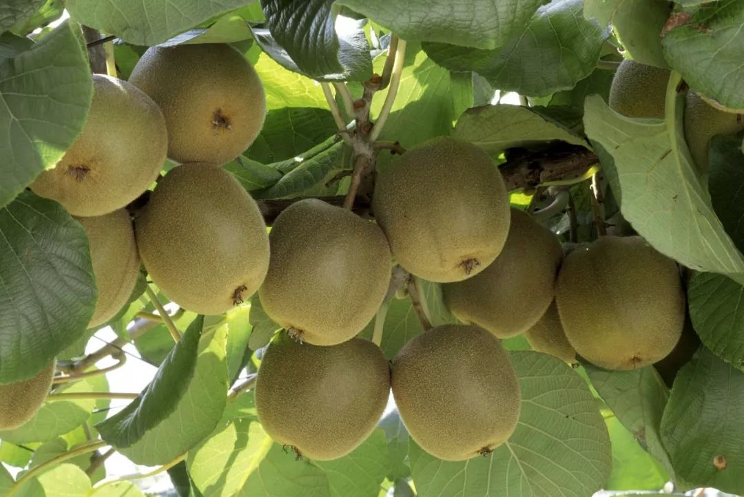 白心火龙果和猕猴桃哪个含糖量高,白心的火龙果和红心怎么分辨图文