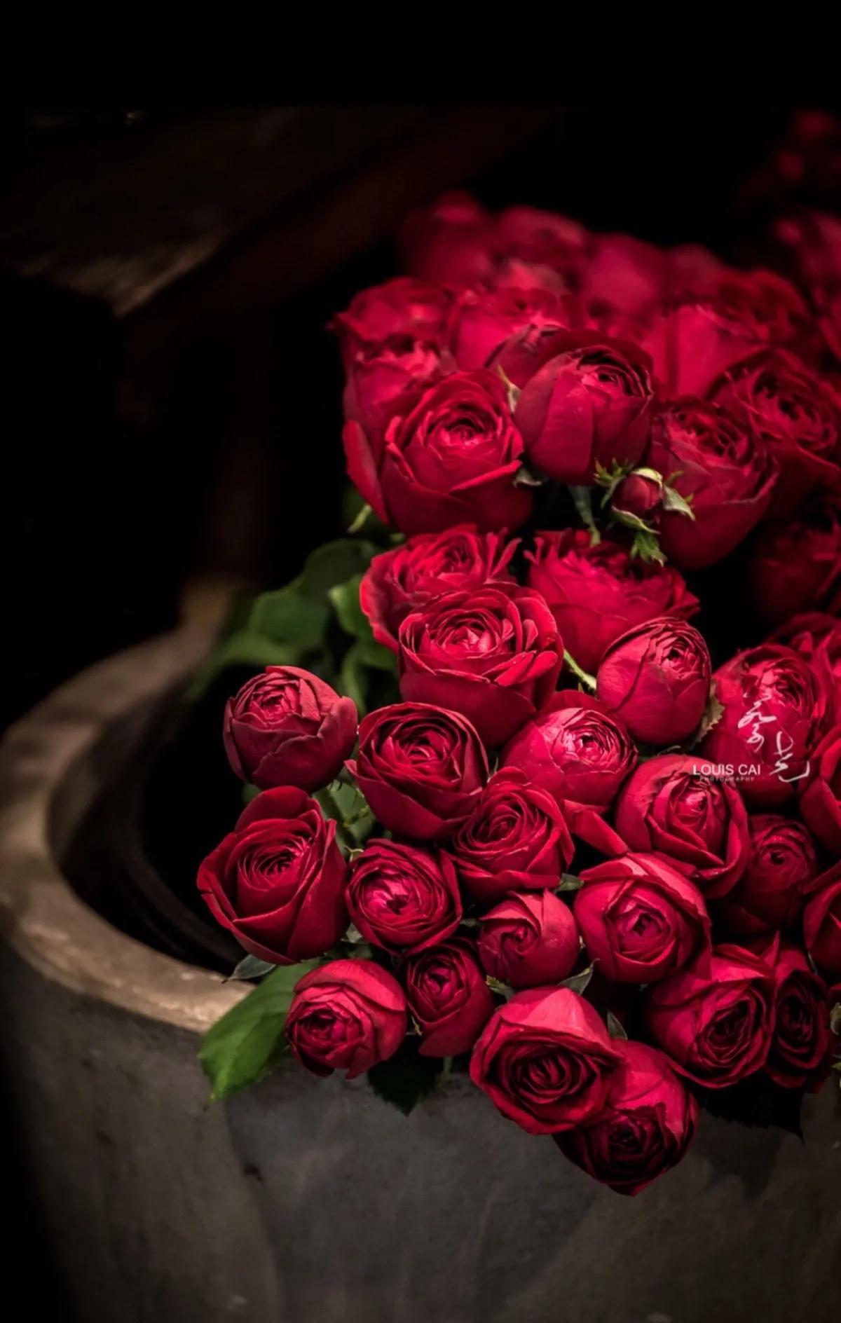 小白兔玫瑰花花语和寓意,玫瑰花的花语和寓意