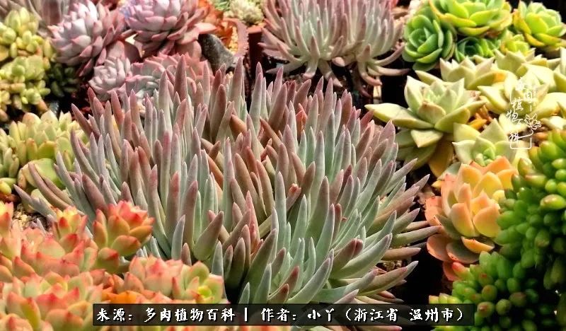 祖上无院家里无矿，一腔浪漫情怀付诸楼顶造花