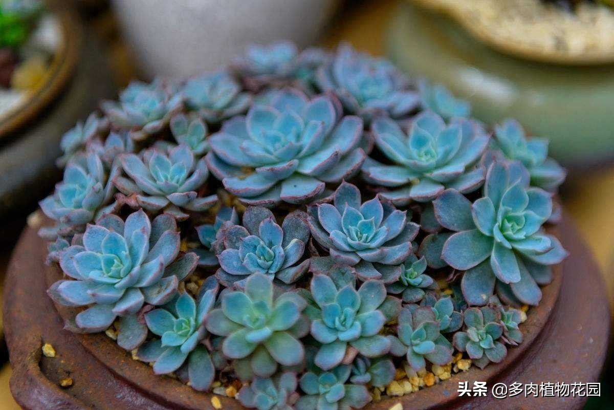 多肉品种蓝石莲怎么养殖,多肉蓝石莲养殖方法和注意事项