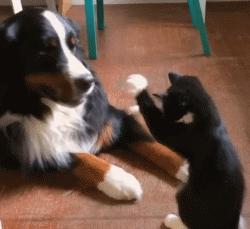 最好养的猫奶牛猫,奶牛猫受欢迎