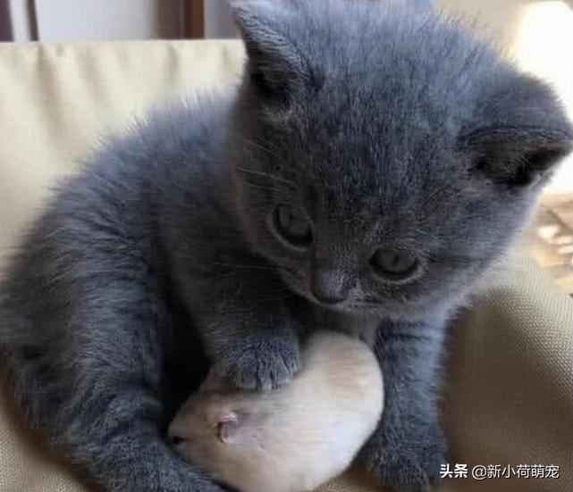 刚把猫带回家被母猫抱在怀里,刚把猫抱回家害怕躺在桌子底下