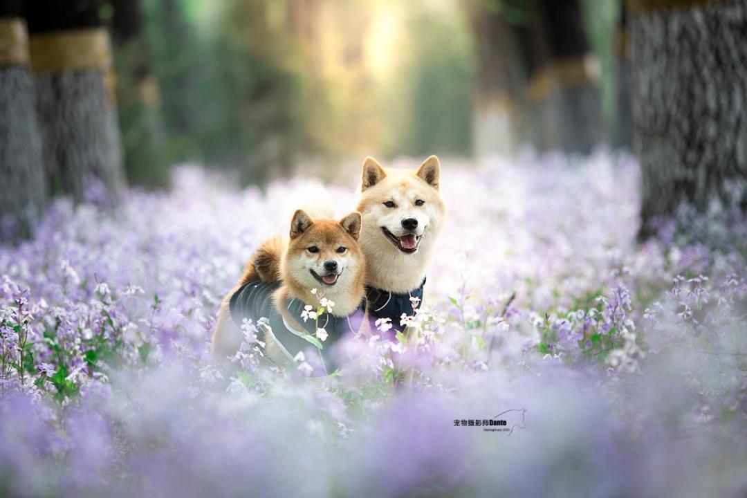 宠物摄影的生意经,宠物摄影店铺创业