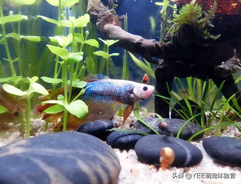 泰国斗鱼同品种不同色杂交会怎样,泰国斗鱼从出卵到长大过程